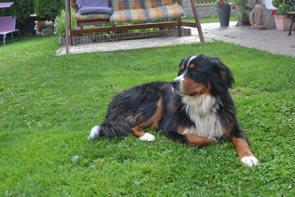 Villa Biobauernhof Tonimoertl Mariapfarr Esterno foto